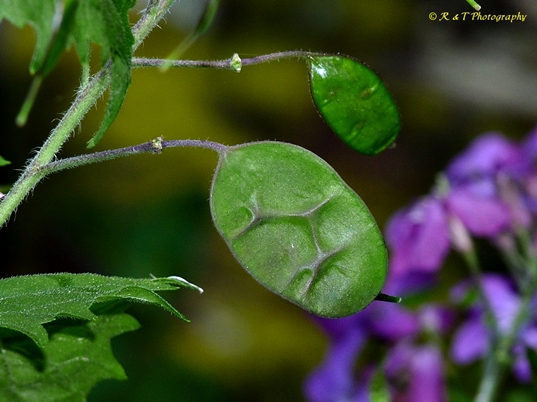 {Lunaria annua}